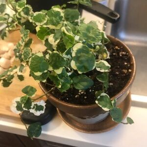 Ficus Pumila Varigata in a Vintage Ceramic Handmade Planter